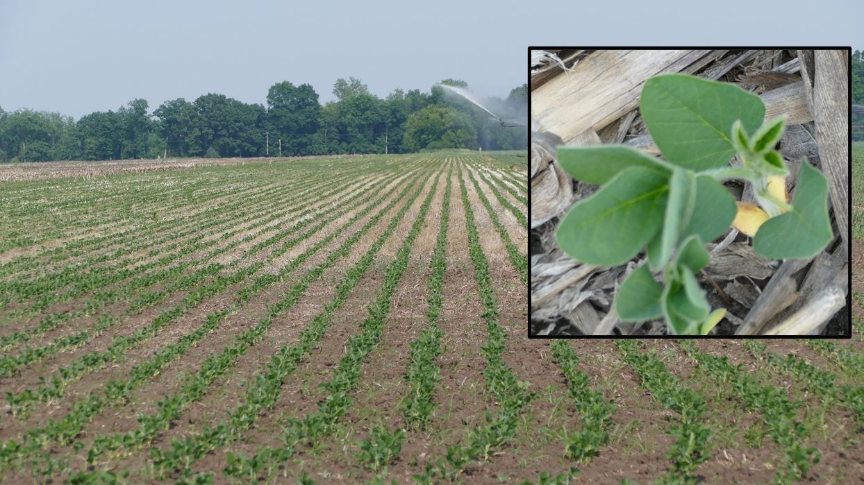 Soybeans at V2.